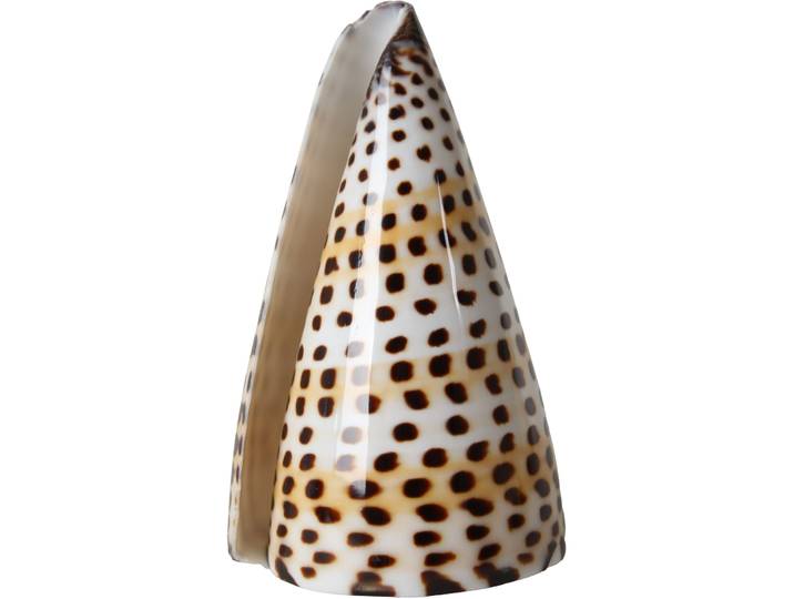Muschel Conus Litteratus - Farbe: braun - Material: Kalk - 145