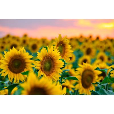 Fototapete PAPERMOON "Feld der Sonnenblumen", bunt, B:3,5m L:2,6m, Vlies, Tapeten
