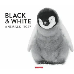 Weingarten, Kalender, Black & White Animals 2027 (Spezial)