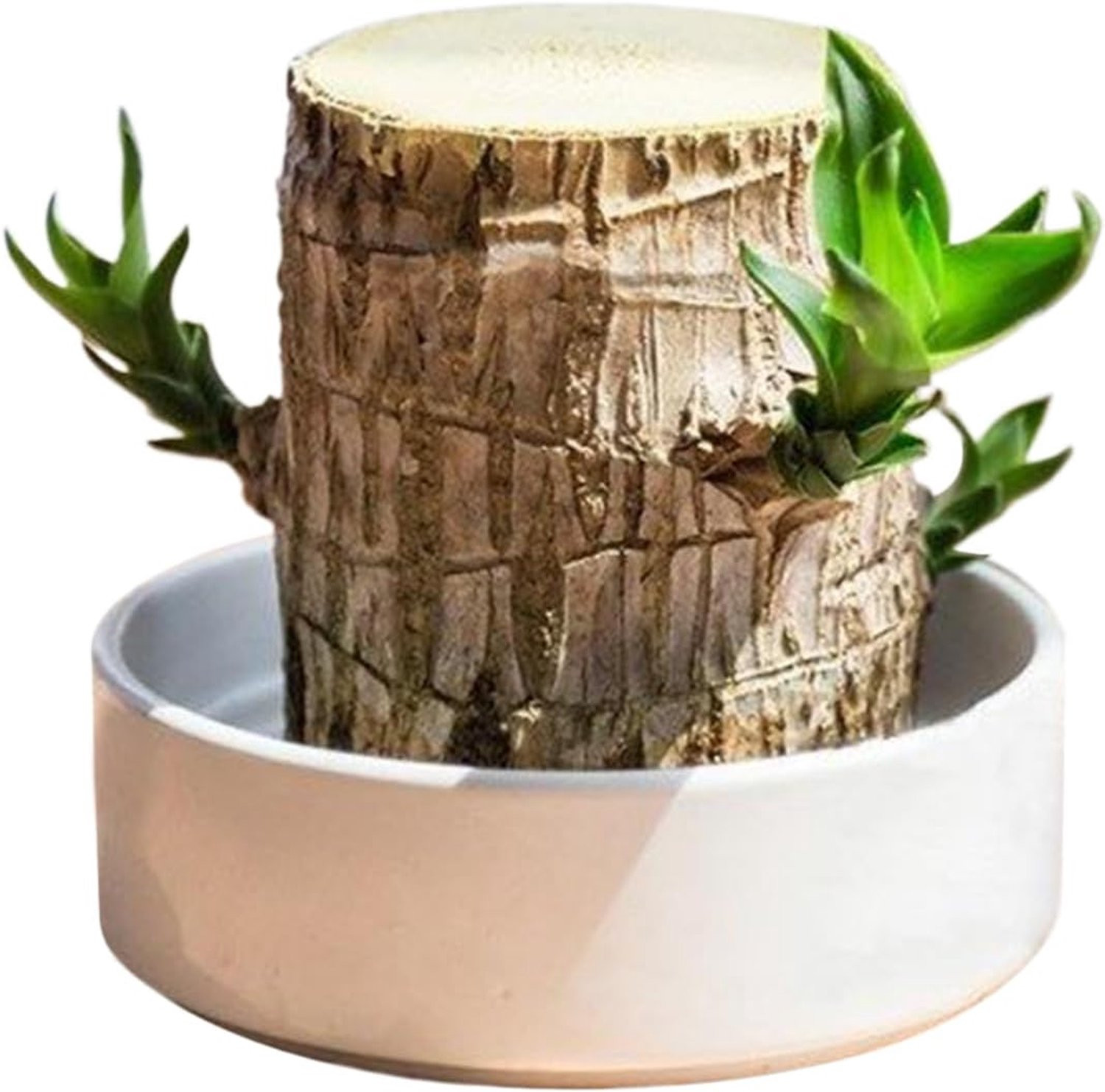 Natuurlijke groene planten decoratie in de vorm van een gelukshout stronk