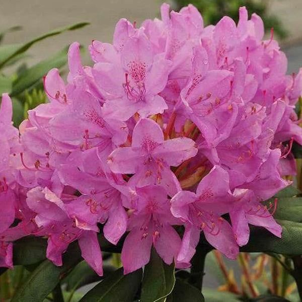 Arborix Rhododendron Roseum Elegans