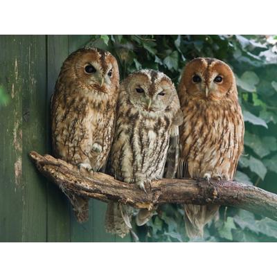 Fototapete PAPERMOON "Tawny Owls", bunt, B:2,5m L:1,86m, Vlies, Tapeten