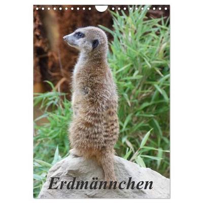 Erdmännchen (Wandkalender 2027 DIN A4 hoch), CALVENDO Monatskalender