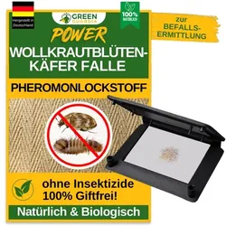 Green Guardia Wollkrautblütenkäfer Falle mit Pheromon-Lockstoff: 1
