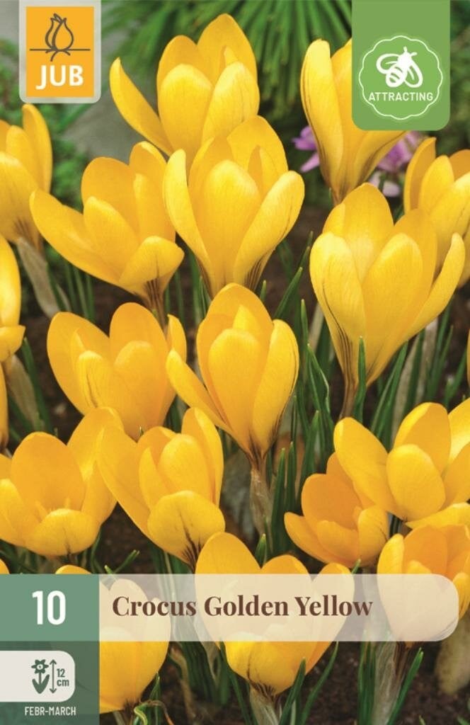 Jub Krokus Golden Yellow 10 bollen