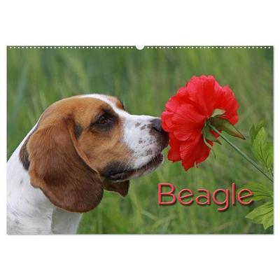 Beagle (Wandkalender 2027 DIN A2 quer), CALVENDO Monatskalender
