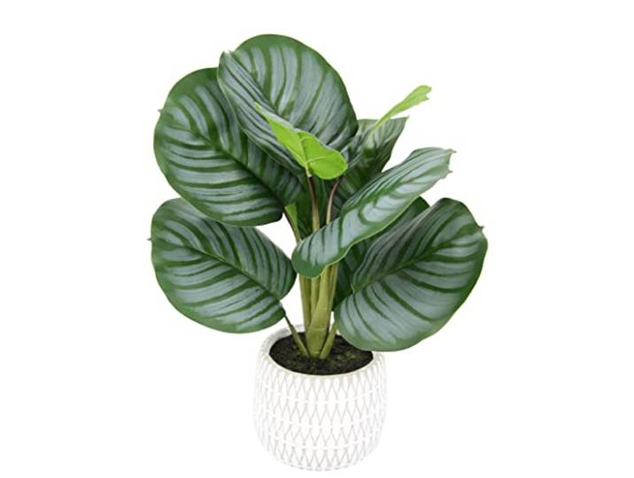 Künstliche Korbmaranthe Calathea Kunstblume Kunstpflanze Dekopflanze Tropische Zimmerpflanzen Maranthus Pflanze Blume Photospflanze Deko Seidenblume Grünpflanze Büropflanze Blattpflanze Busch
