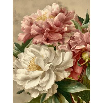 CALVENDO Puzzle Üppige Pfingstrosen, Sinnbild für Fülle und Anmut | 1000 Teile Lege-Größe 64x48cm Foto-Puzzle für glückliche Stunden, Sonstige von ,