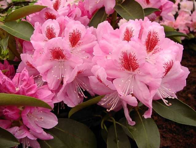 Pflanzen Rhododendron PG II + III Liebhaber rosa 5 l Container