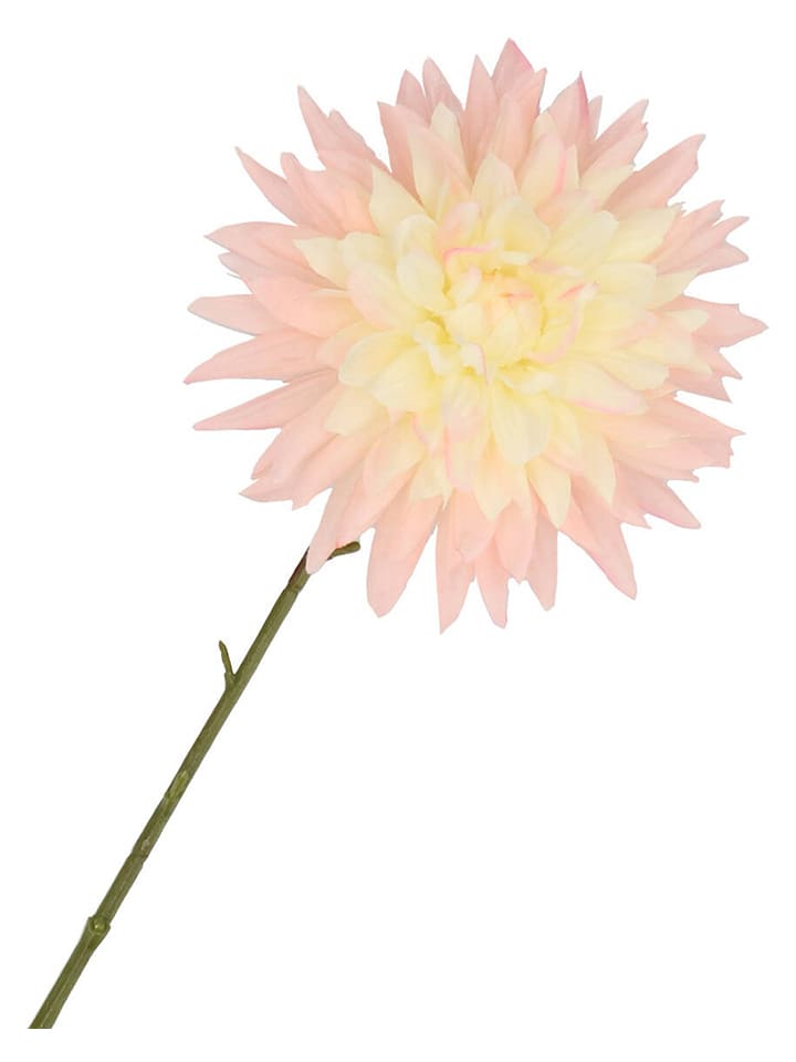 daan kromhout Kunstblume "Dahlia" in Creme/ Rosa/ Grün - (H)65 cm - onesize