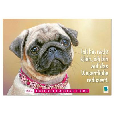 Der Mops: Nicht klein, sondern aufs Wesentliche reduziert. (Wandkalender 2026 DIN A3 quer), CALVENDO Monatskalender