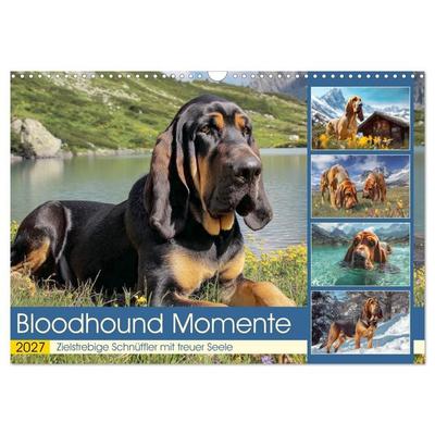 Bloodhound Momente. Zielstrebige Schnüffler mit treuer Seele (Wandkalender 2027 DIN A3 quer), CALVENDO Monatskalender