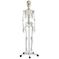 Schulskelett „Oscar“