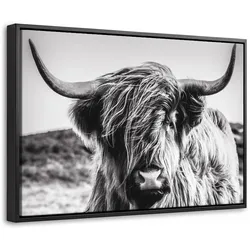LEINWAND Bilder mit Rahmen - Kuh - Schottischer Hochländer - Schwarz - Weiß - Tier - Natur - Wildtiere - 30x20