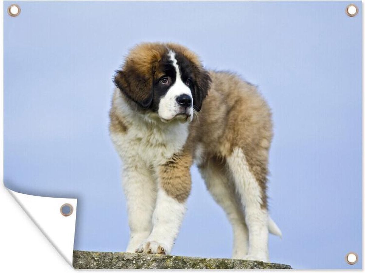 Tuinposter Sint Bernard op een rotsblok - Tuindecoratie voor buiten - Breedte: 120 cm, Hoogte: 90 cm