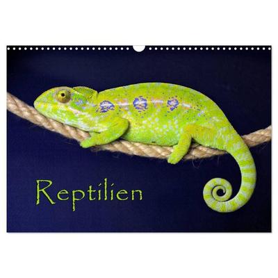Reptilien (Wandkalender 2027 DIN A3 quer), CALVENDO Monatskalender