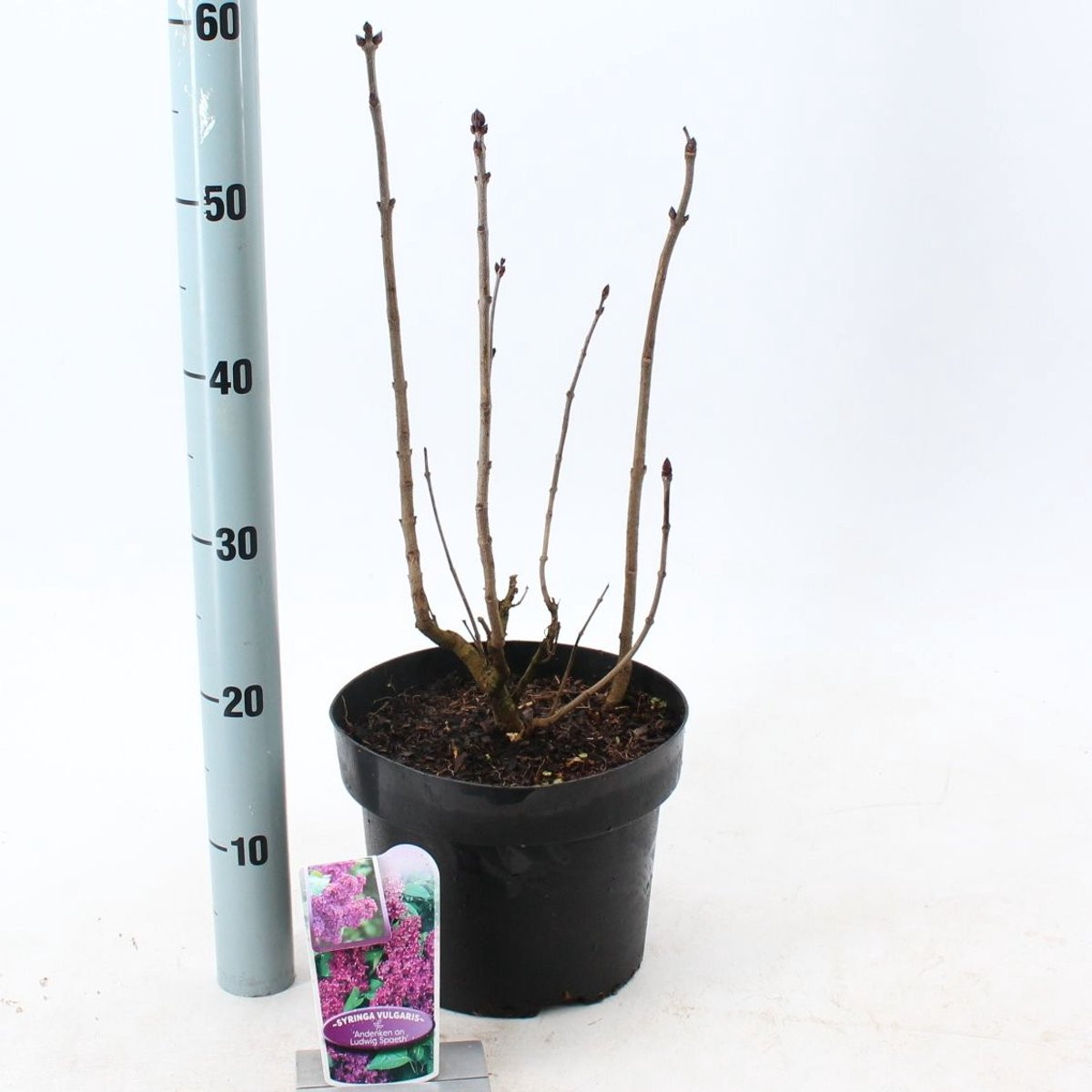 Syringa vulg. 'Michel Buchner' Gewone Sering - 40-50 cm in 5 liter pot