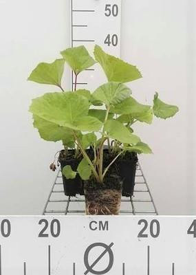 6 x Pestwurz (Petasites hybridus) - GRDplanten - Pot van 9 x 9 cm