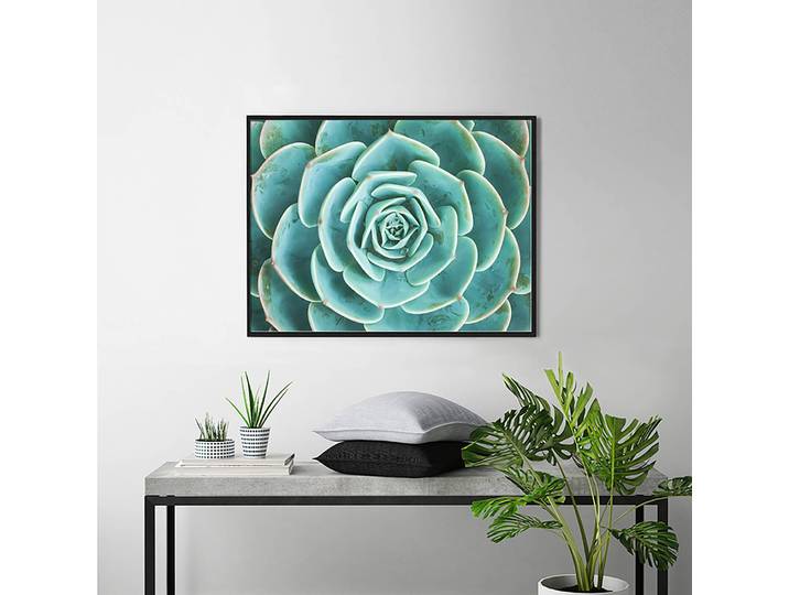 Bild Arrangement of the Succulents Rahmen: Massivholz Buche, lackiert Abdeckung: Plexiglas Multicolor 82 x 62cm