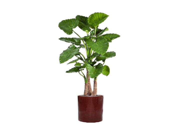 Pflanzen Arrangement „Alocasia Calidora in Cylinder“ Ø 50 x 158 cm Keramik Baq Design