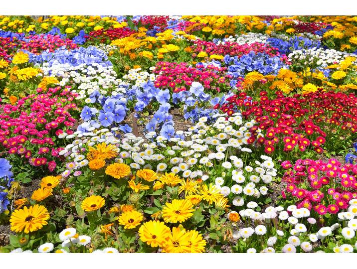 Papermoon BLUMEN-GARTEN-WIESE PFLANZE JASMIN BLÜTEN BUNT ORCHIDEE
