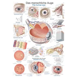 Lehrtafel Das menschliche Auge 70x100cm