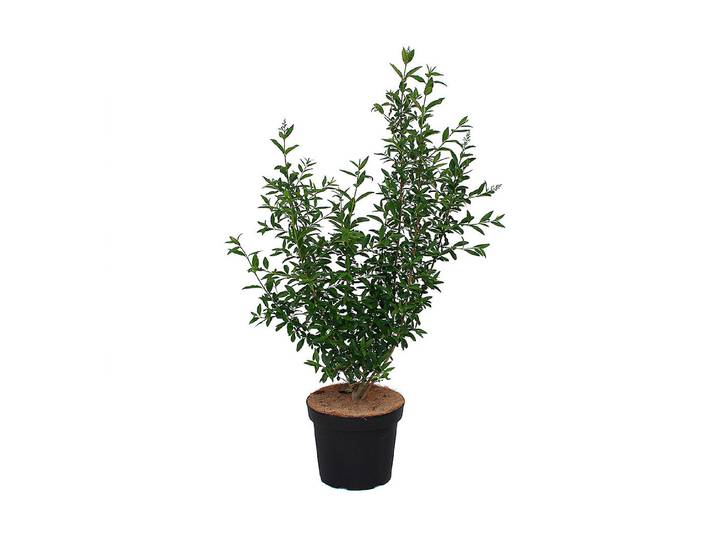 gemeiner Liguster - Ligustrum vulgare Atrovirens ' 125-150cm inklusive Topf'