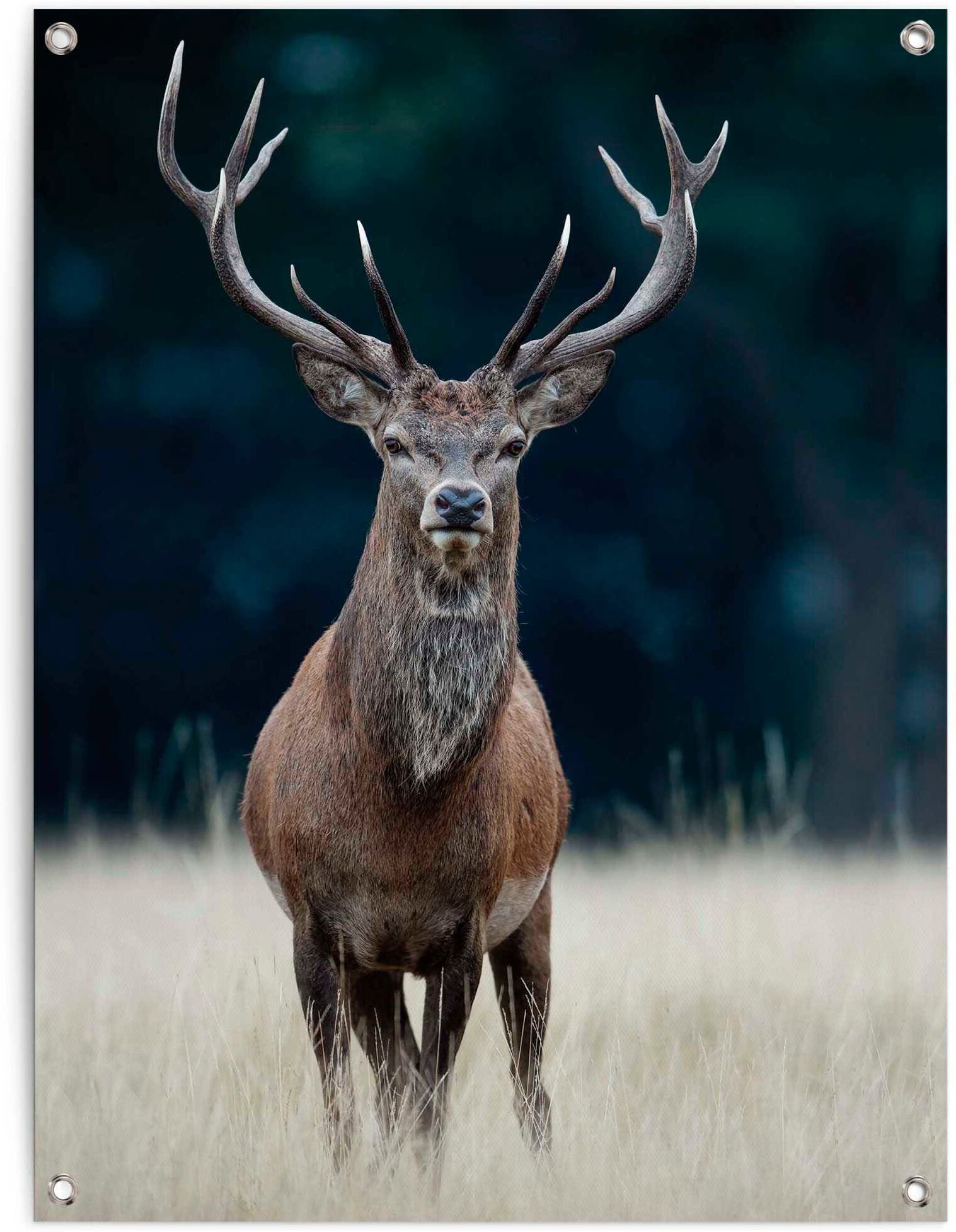 Reinders! Poster REINDERS "Hirsch", braun (farbe bild(er): braun), B:60cm H:80cm T:0,1cm, Leinwand, Bilder, Poster