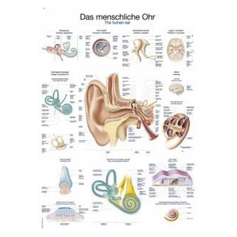 Erler Zimmer Lehrtafel Das menschliche Ohr, 70x100cm (EZ-AL120)