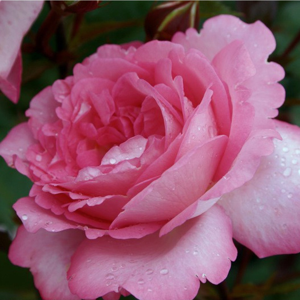 Kordes Eleganza roos Rosa Eliza