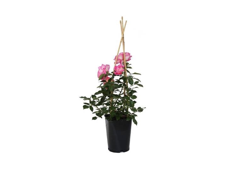 Strauchrose Ghita Renaissance '®(Rosa 'Ghita Renaissance '®), TopfgrösseØ25cm'