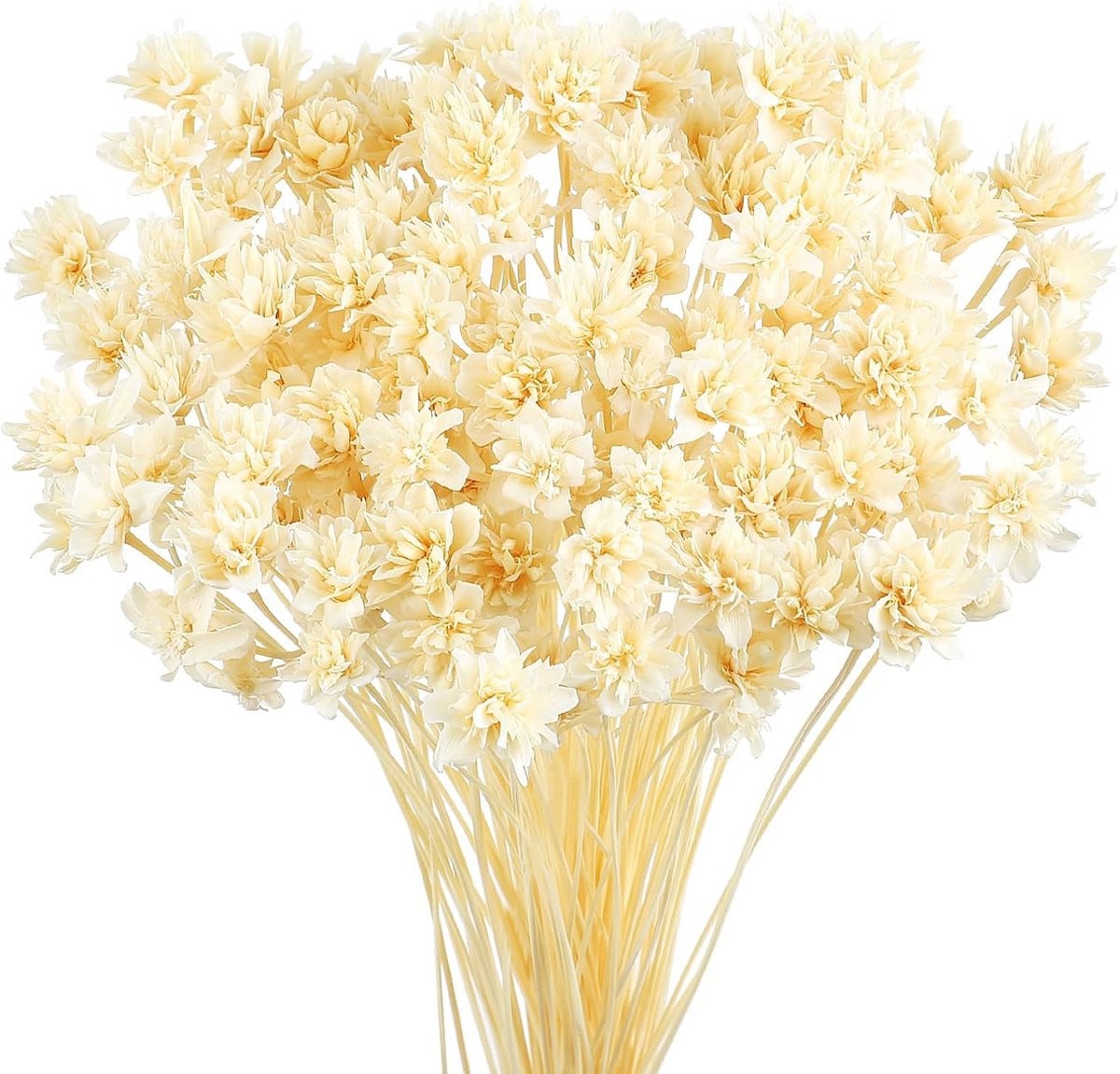 100 stuks Mini Gedroogde Bloemen Wit - Natuurlijke Kleine Sterbloemen voor Decoratie en Vaas