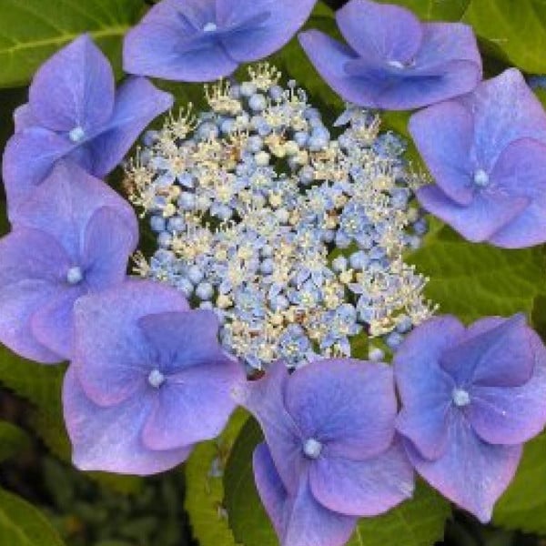 2 x Hortensia Hydrangea macrophylla Blaumeise in pot