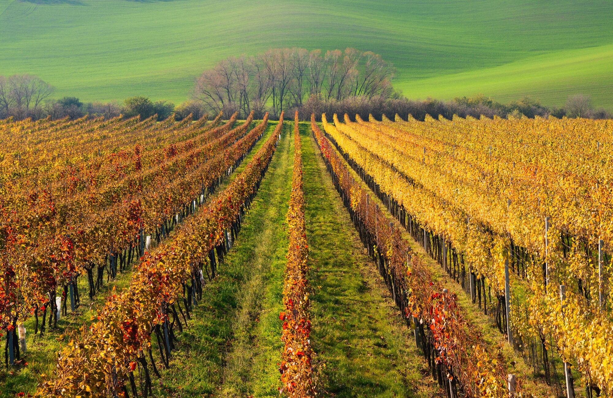 Fototapete PAPERMOON "WEIN-BERG-HERBST REBEN ABSTRAKT FARBIG FELD WIESE BÄUME", bunt, B:4m L:2,6m, Vlies, Tapeten, Fototapete bunt B/L: 4m x 2,6m, Bahnen: 8 Stk.