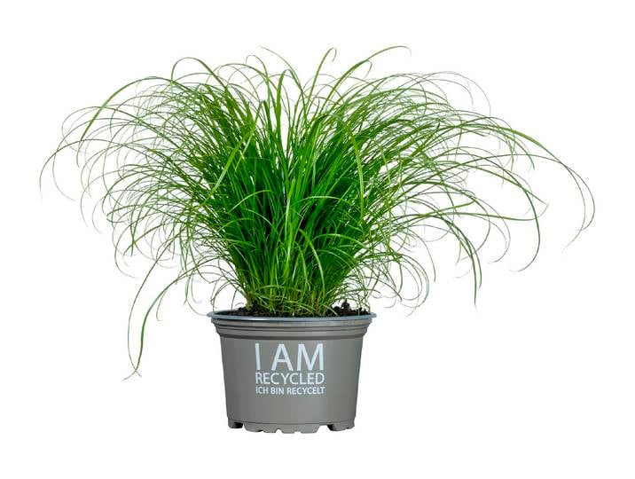 Oecoplan Katzengras Cyperus Zumula ⌀ 12 cm
