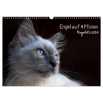 Engel auf 4 Pfoten - Ragdolls 2026 (Wandkalender 2026 DIN A3 quer), CALVENDO Monatskalender