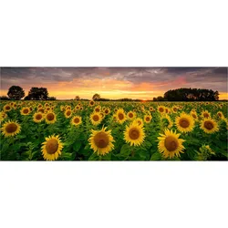 Glasbild Sunflowers Multicolor ca. 125x50cm