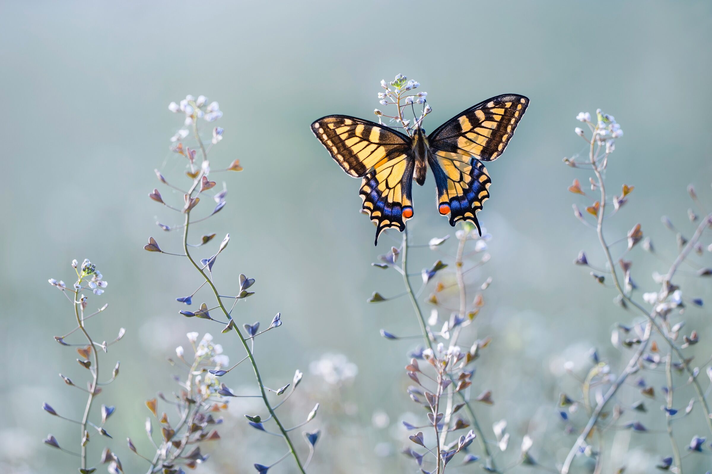 Fototapete PAPERMOON "Photo-Art PETAR SABOL, SWALLOWTAIL BEAUTY", bunt, B:3m L:2,23m, Vlies, Tapeten, Fototapete bunt B/L: 3m x 2,23m, Bahnen: 6 Stk.