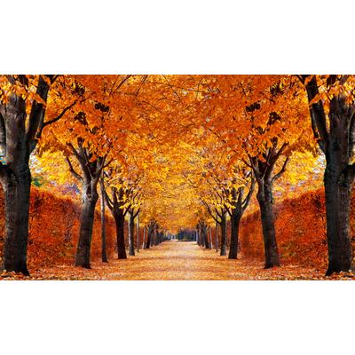 Fototapete PAPERMOON "Autumn Alley", bunt, B:5m L:2,8m, Vlies, Tapeten