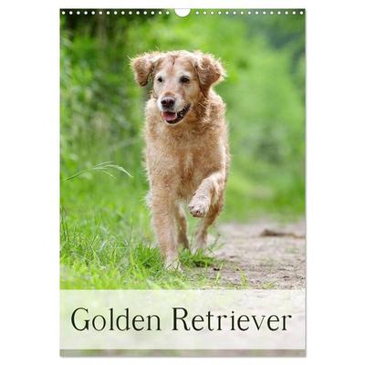 Golden Retriever (Wandkalender 2026 DIN A3 hoch), CALVENDO Monatskalender