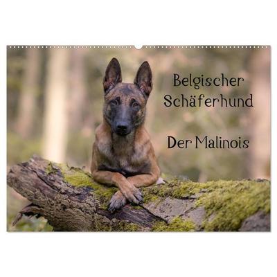 Belgischer Schäferhund - Der Malinois (Wandkalender 2027 DIN A2 quer), CALVENDO Monatskalender