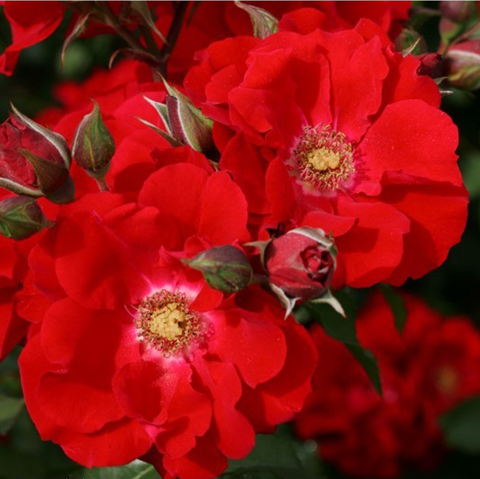 Kordes Eleganza Roter Korsar Roos - Rosa