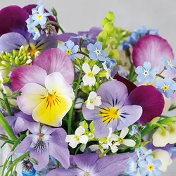 ti-flair 20 Servietten Papier 33x33cm 3-lagig hochwertige Einweg Papierservietten Gastroservietten Frühlingsservietten Stiefmütterchen Vergissmeinnicht Blumen