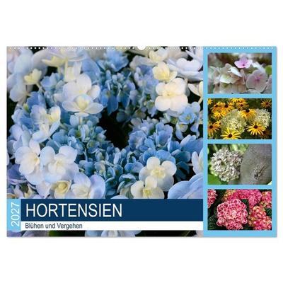 Hortensien Blühen und Vergehen (Wandkalender 2027 DIN A2 quer), CALVENDO Monatskalender