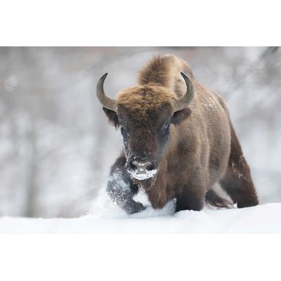 Fototapete PAPERMOON "Photo-Art SEBASTIAN MASTAHAC, UMGEWANDELT", bunt, B:4m L:2,6m, Vlies, Tapeten