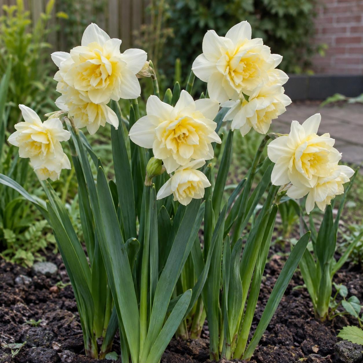 JUNAVERA Narcissus Cheerfulness geurende dubbele narcis met 5 bloembollen, 30 tot 35 cm hoog