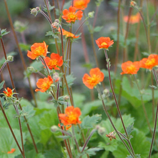 6 x Maagdenpalm Geum coccineum Borisii in pot van 9x9 cm van Arborix