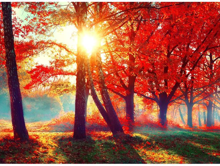 Papermoon Autumn Park glatt