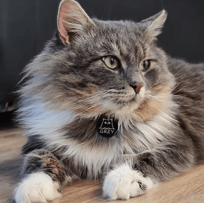 Inspire Picks PawPrint Personalized Pet ID Tag With Custom Engraving black l 35mm