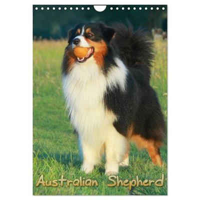 Australian Shepherd (Wandkalender 2027 DIN A4 hoch), CALVENDO Monatskalender